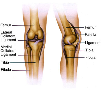 Knee Anatomy Graphic