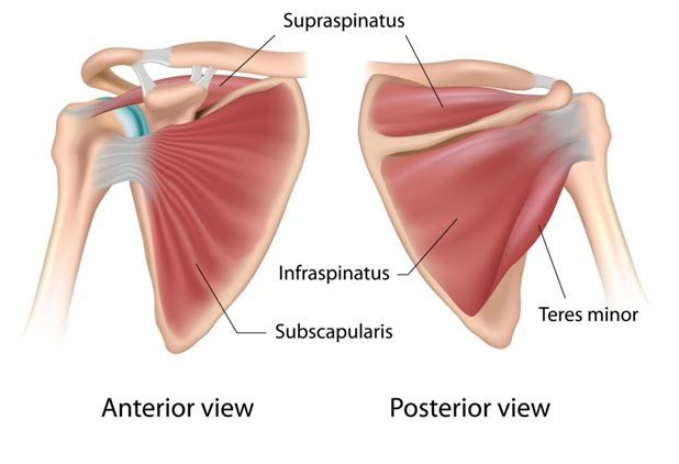 breakdown of rotator cuff and surrounding muscles